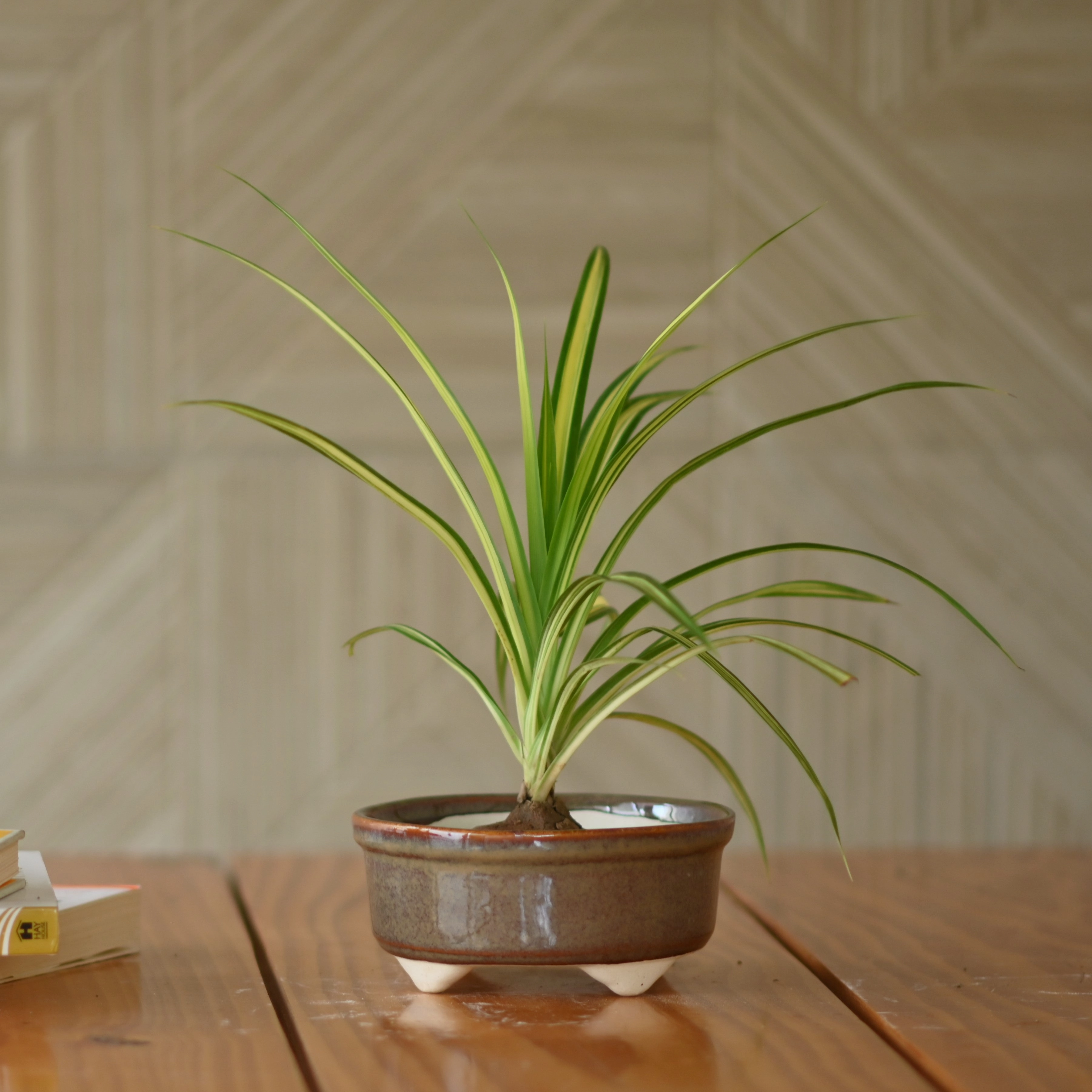 Ceramic Mini Bonsai Bowl Pot