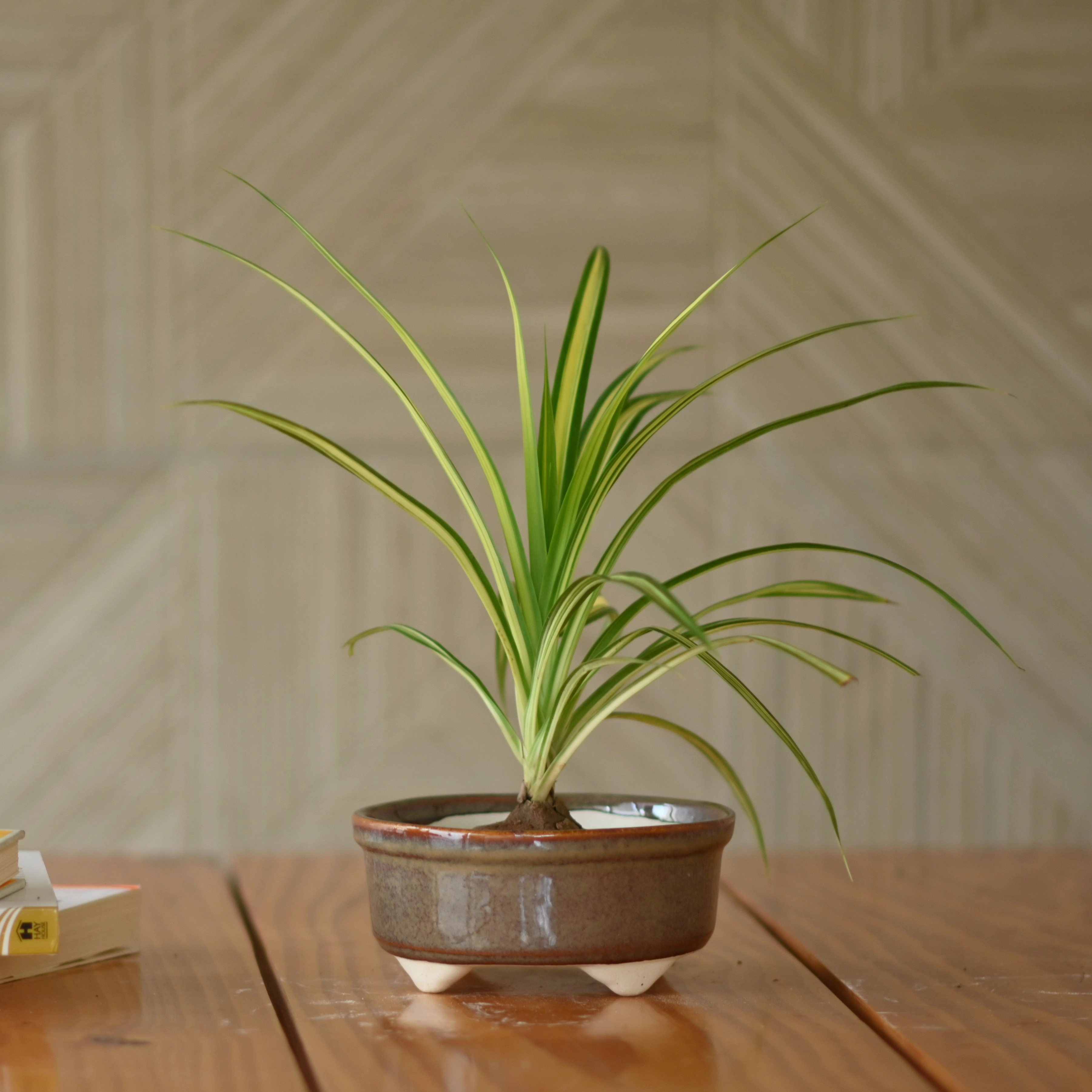 Ceramic Mini Bonsai Bowl Pot