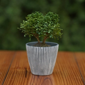 Ceramic Minimalist Grey Stripe Design Pot For Plants cactus succulent plant  