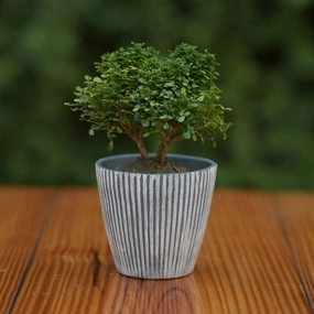 Ceramic Minimalist Grey Stripe Design Pot For Plants hanging green plant  