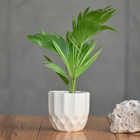 Ceramic Octa Pot/Planter For Plants ceramic planter  