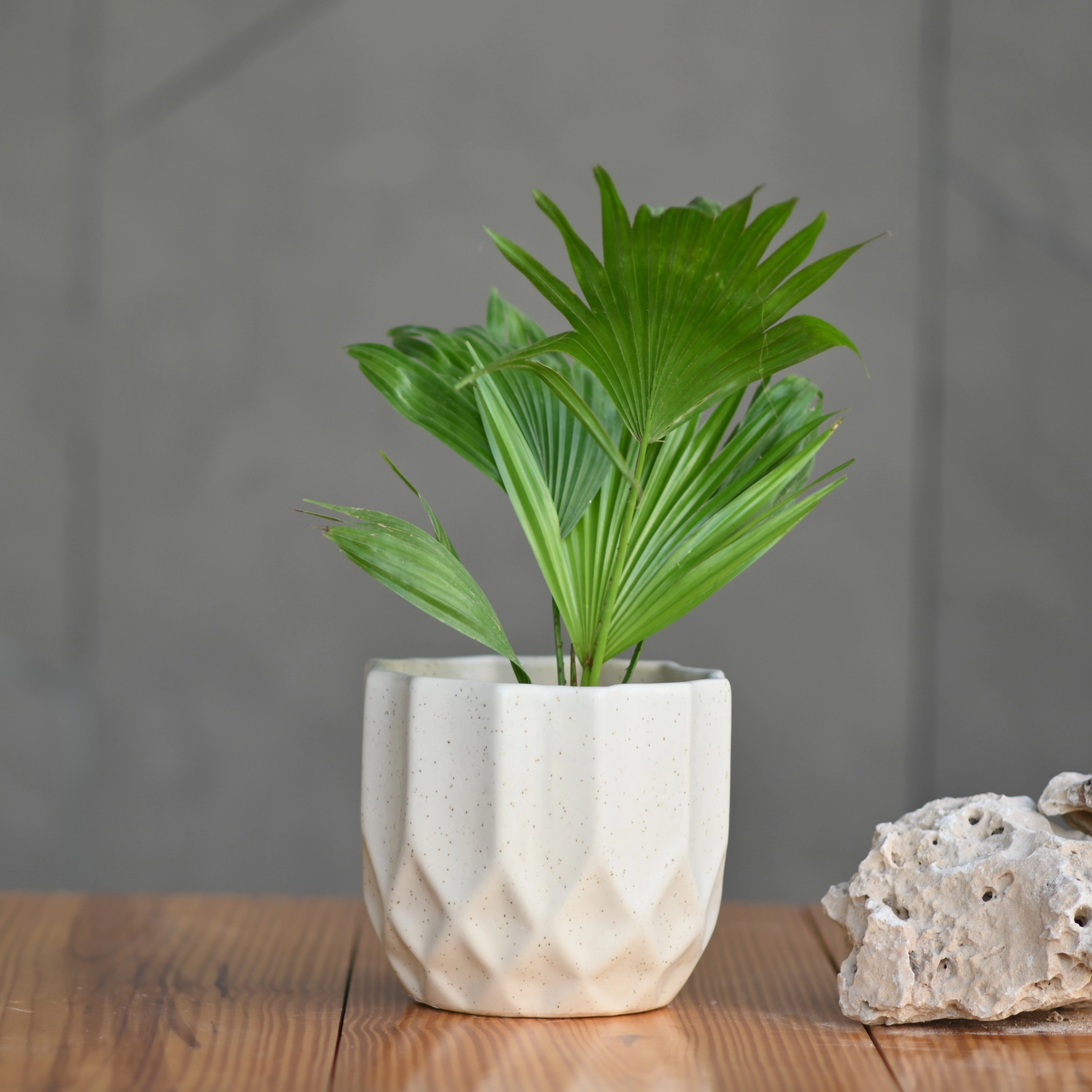 Ceramic Octa Pot/Planter For Plants
