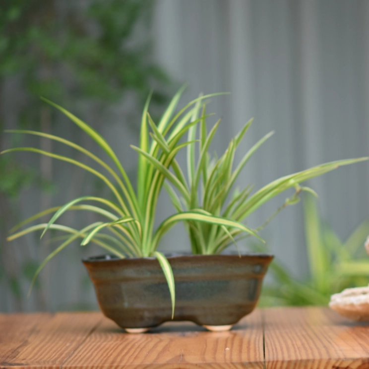 Ceramic Oval Shape Large Pot