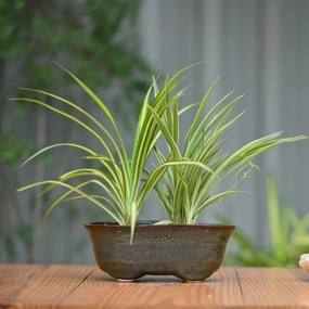 Ceramic Oval Shape Large Pot hanging green plant  