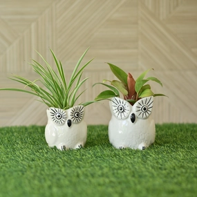 Ceramic owl Design Pot/ Planter shade perennial  