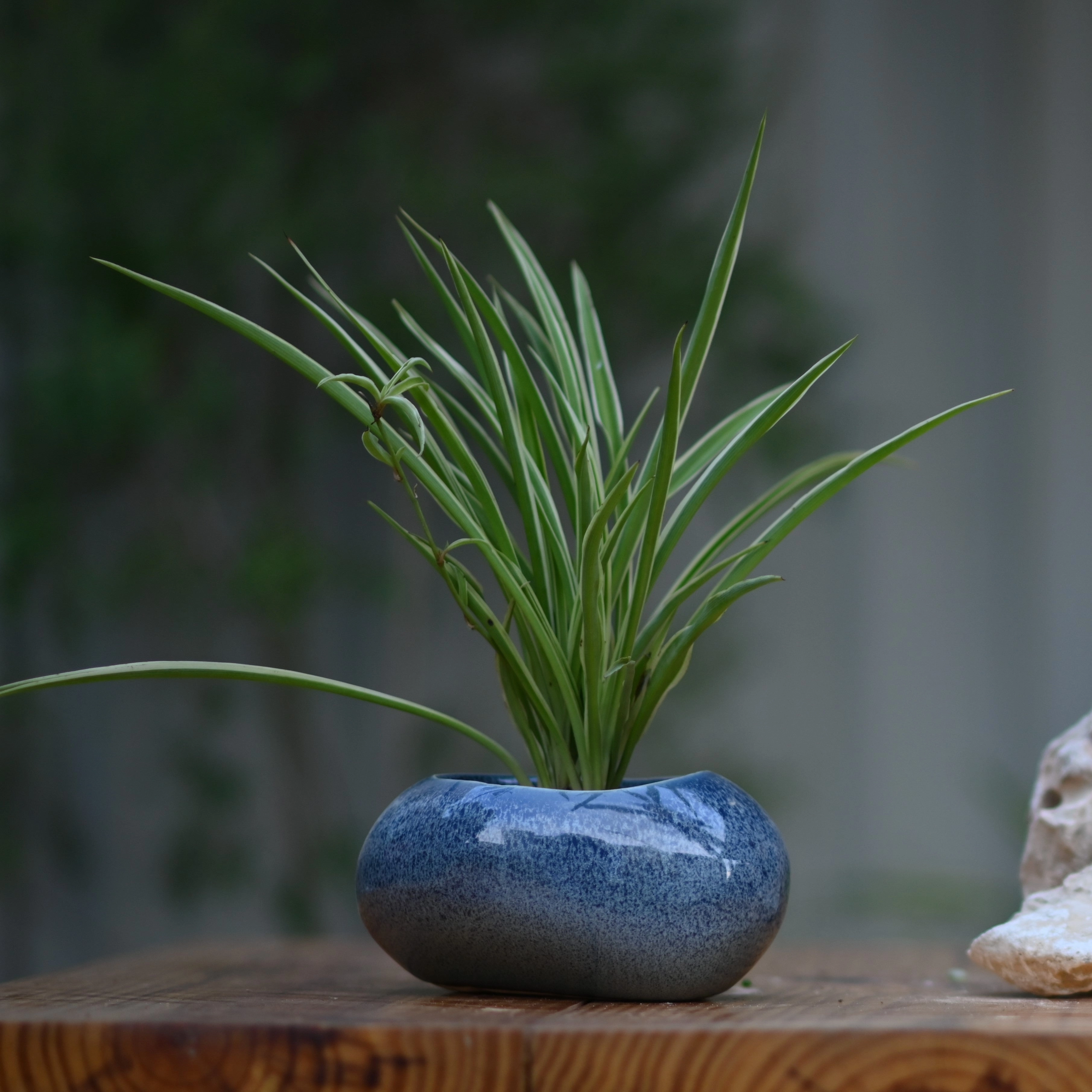 Ceramic Pebble Pot/Planter hanging green plant  