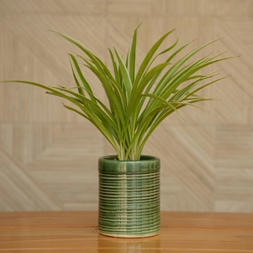 Ceramic Pipe Shape Ribbed Pot/ Planter For Plants desktop planter  