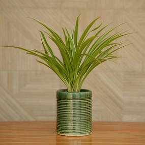 Ceramic Pipe Shape Ribbed Pot/ Planter For Plants hanging green plant  