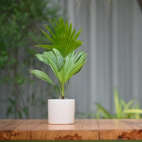 Ceramic Plain Cyclinderical Planter/ Pot hanging green plant  