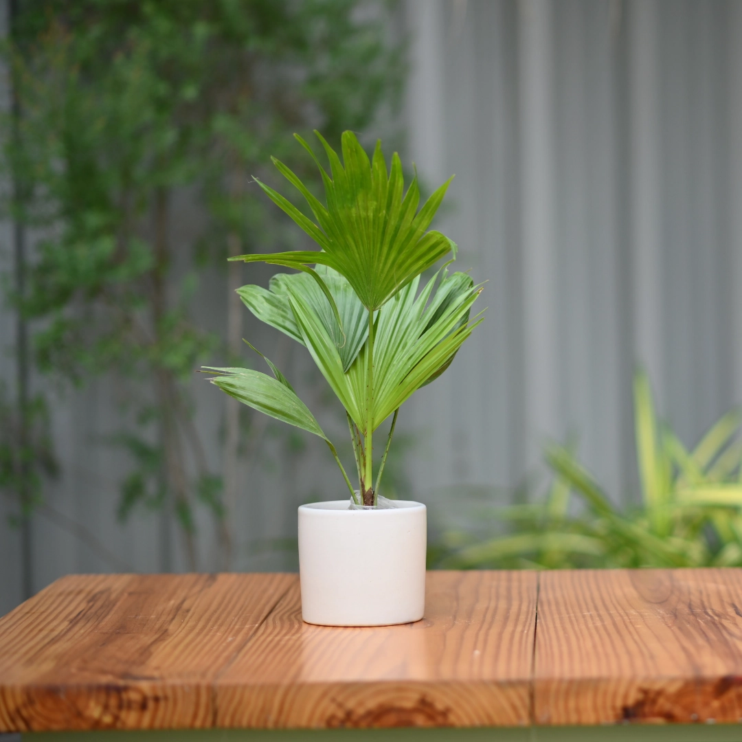 Ceramic Plain Cyclinderical Planter/ Pot