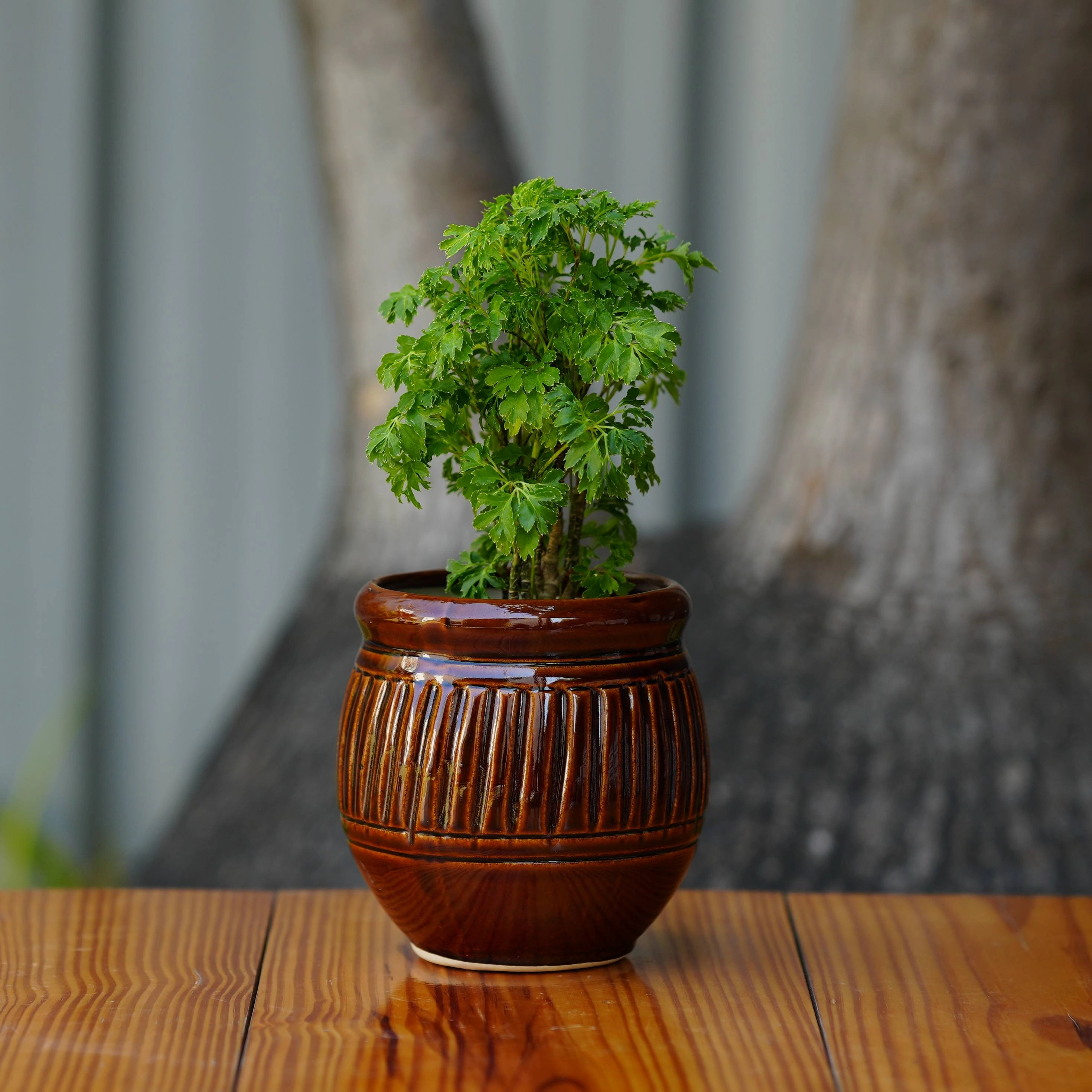 Ceramic Planter with Glossy Glazed Finish