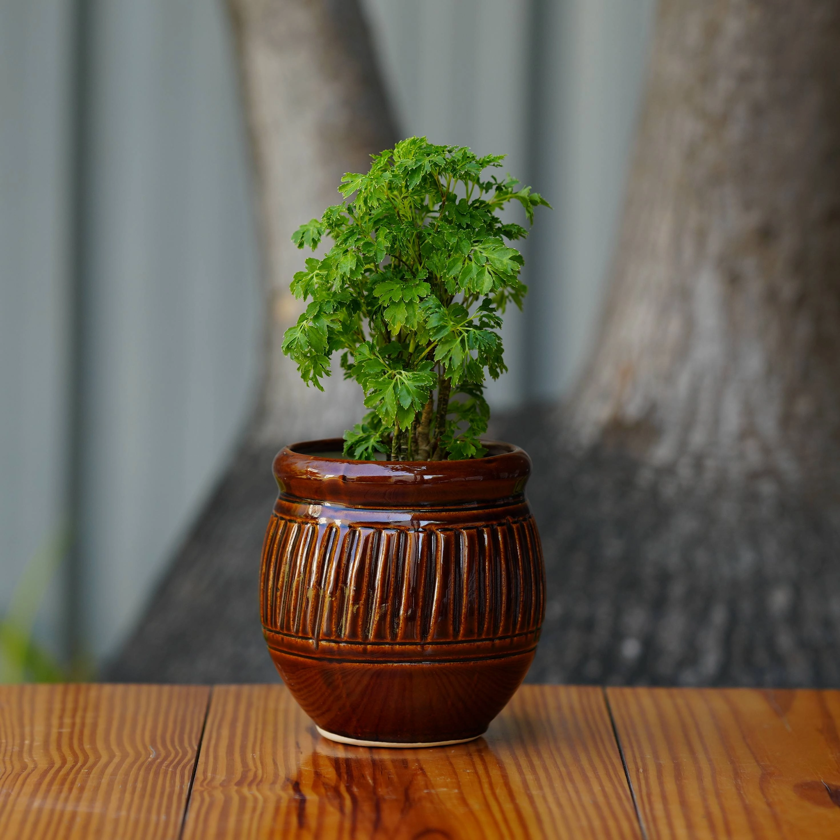 Ceramic Planter with Glossy Glazed Finish