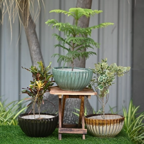 Ceramic Pond Style Pot/Planter desktop planter  