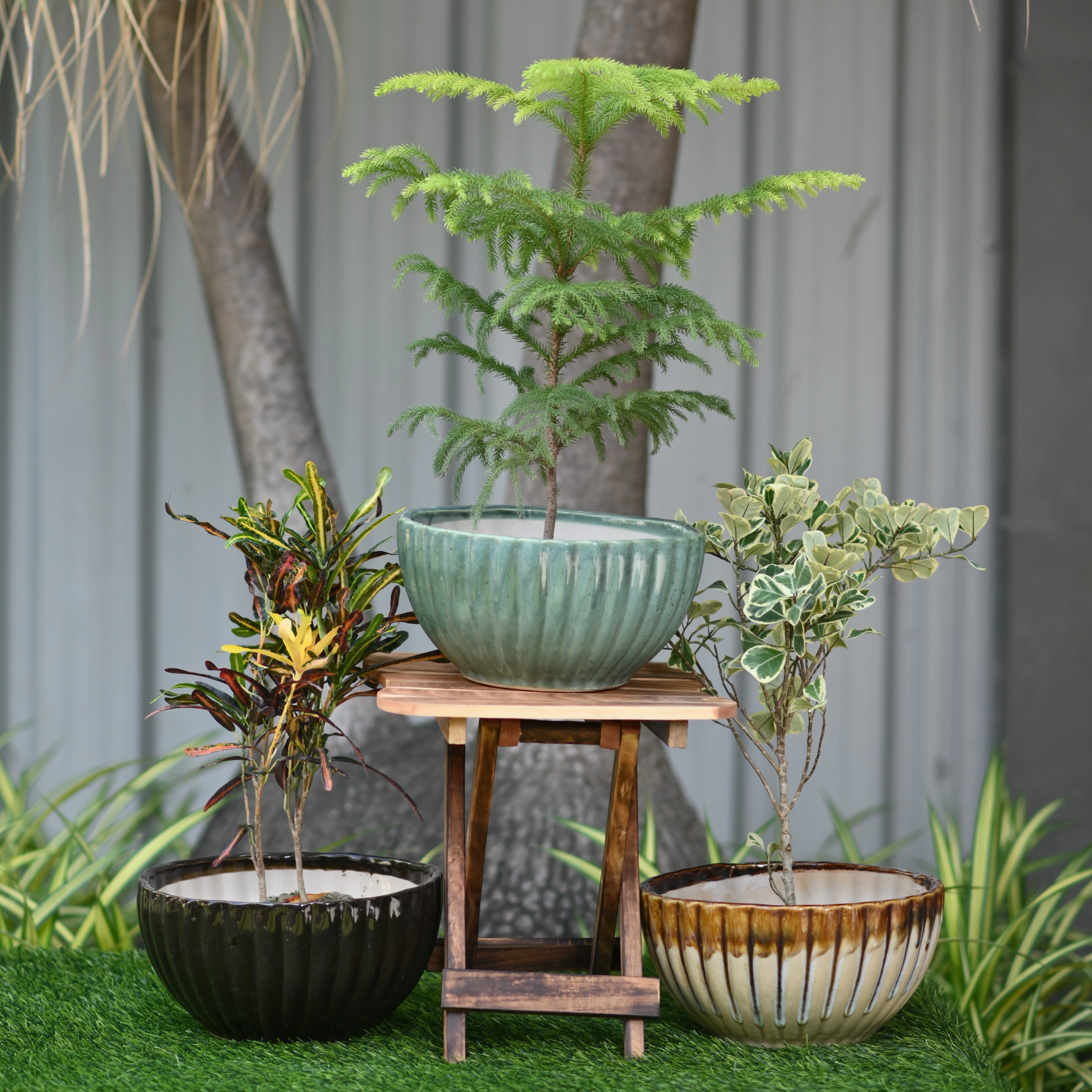 Ceramic Pond Style Pot/Planter shade perennial  