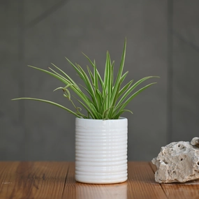 Ceramic Ribbed Cylender Pot, White hanging green plant  