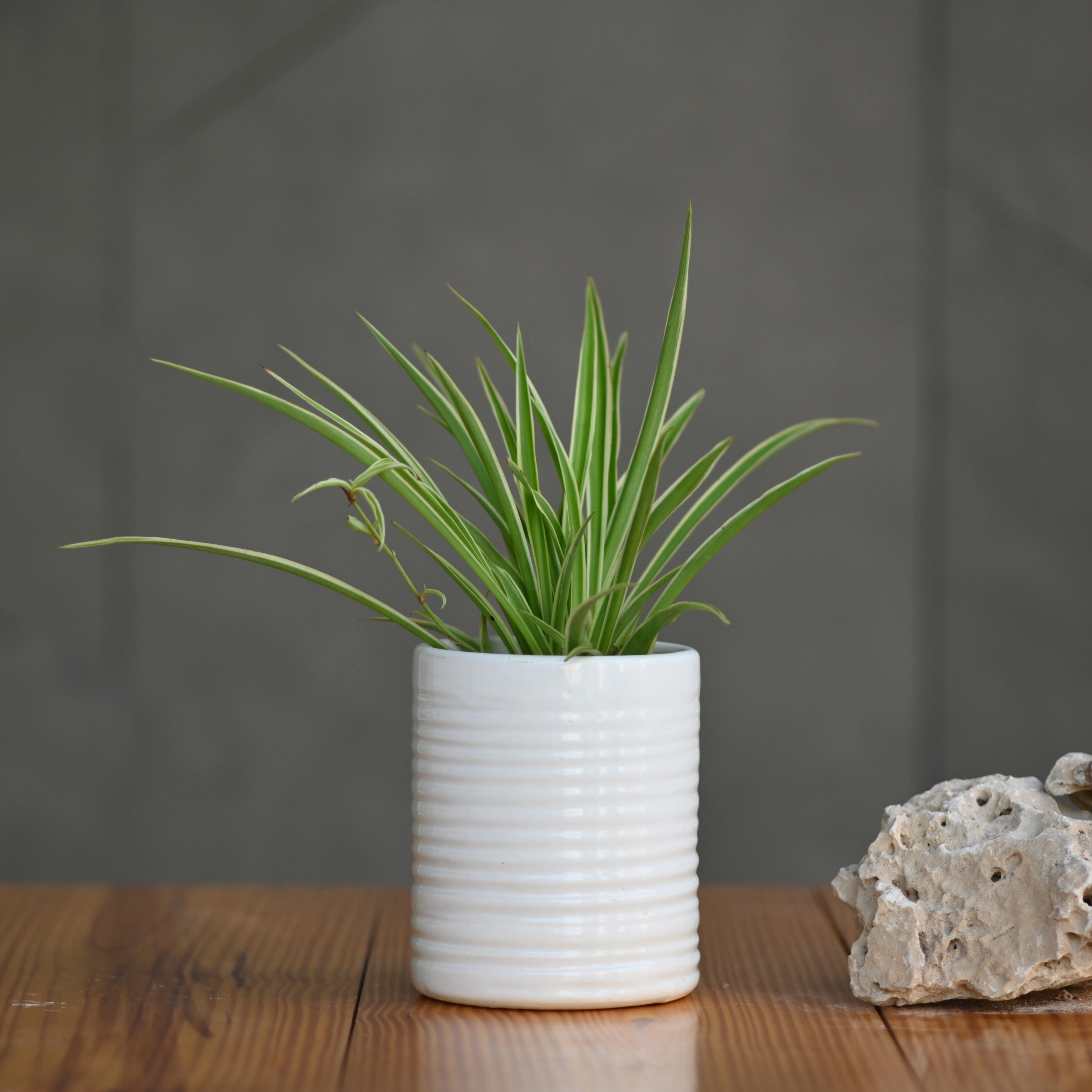 Ceramic Ribbed Cylender Pot, White shade perennial  