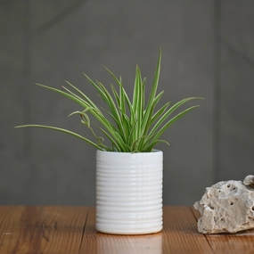 Ceramic Ribbed Cylender Pot, White shade perennial  