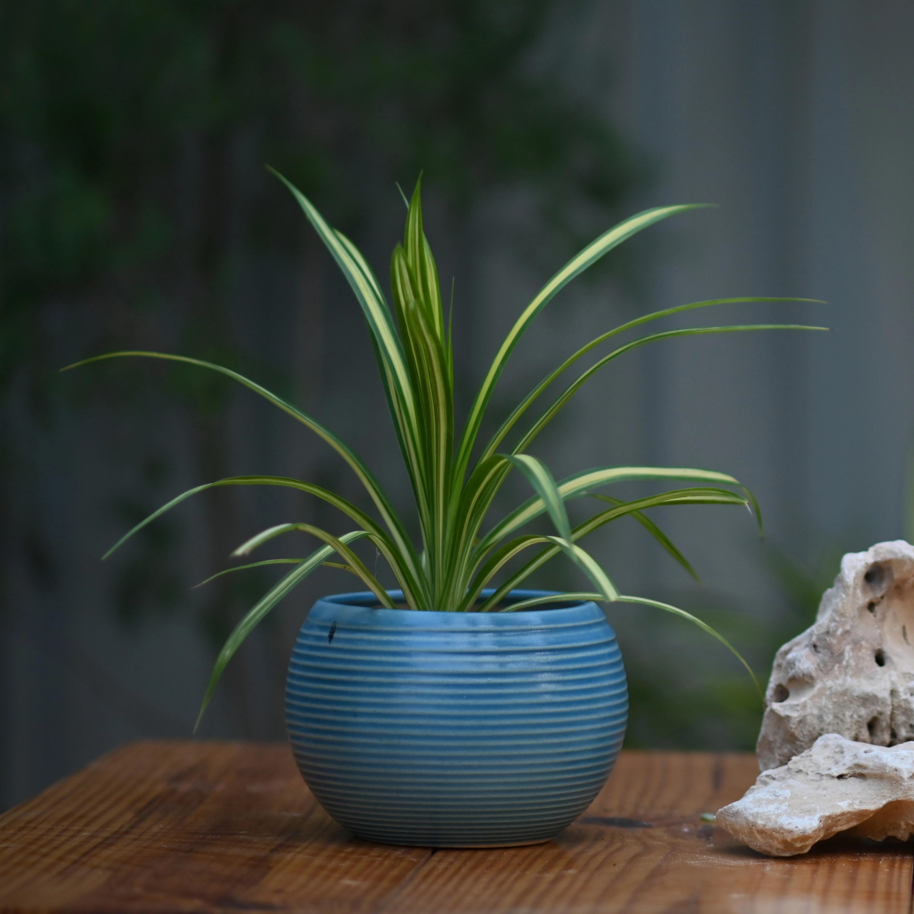 Ceramic Ribbed Matka Pot/Planter