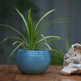 Ceramic Ribbed Matka Pot/Planter hanging green plant  