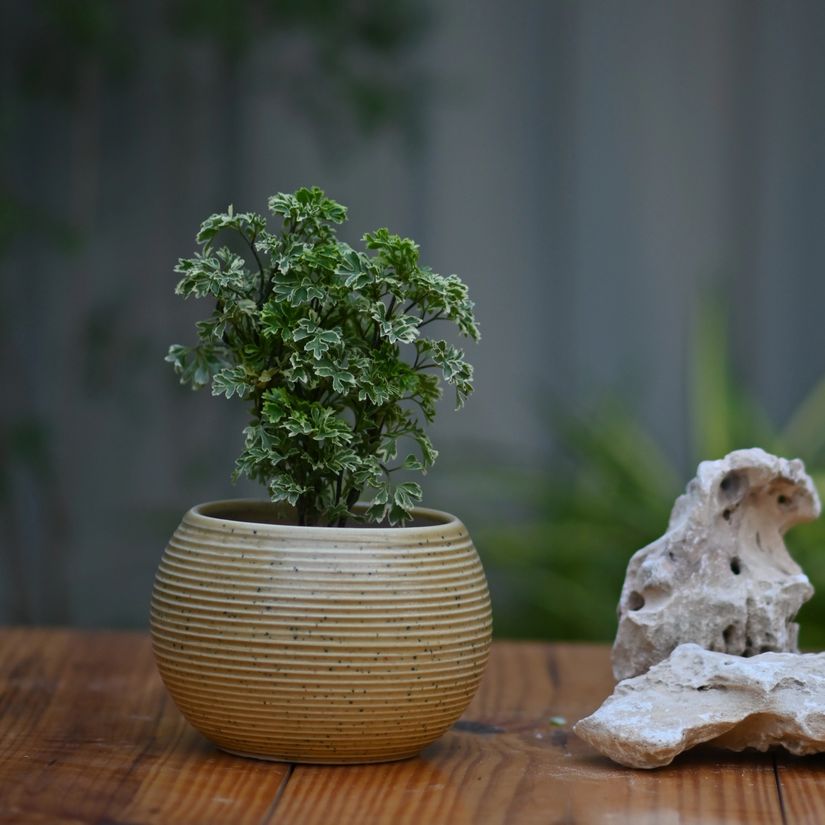 Ceramic Ribbed Matka Pot/Planter