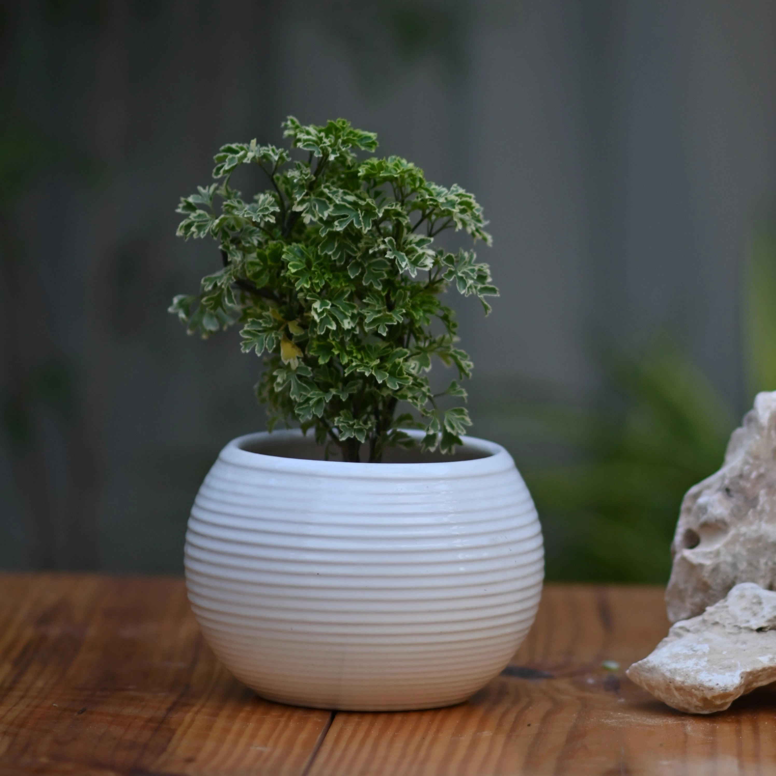 Ceramic Ribbed Matka Pot/Planter