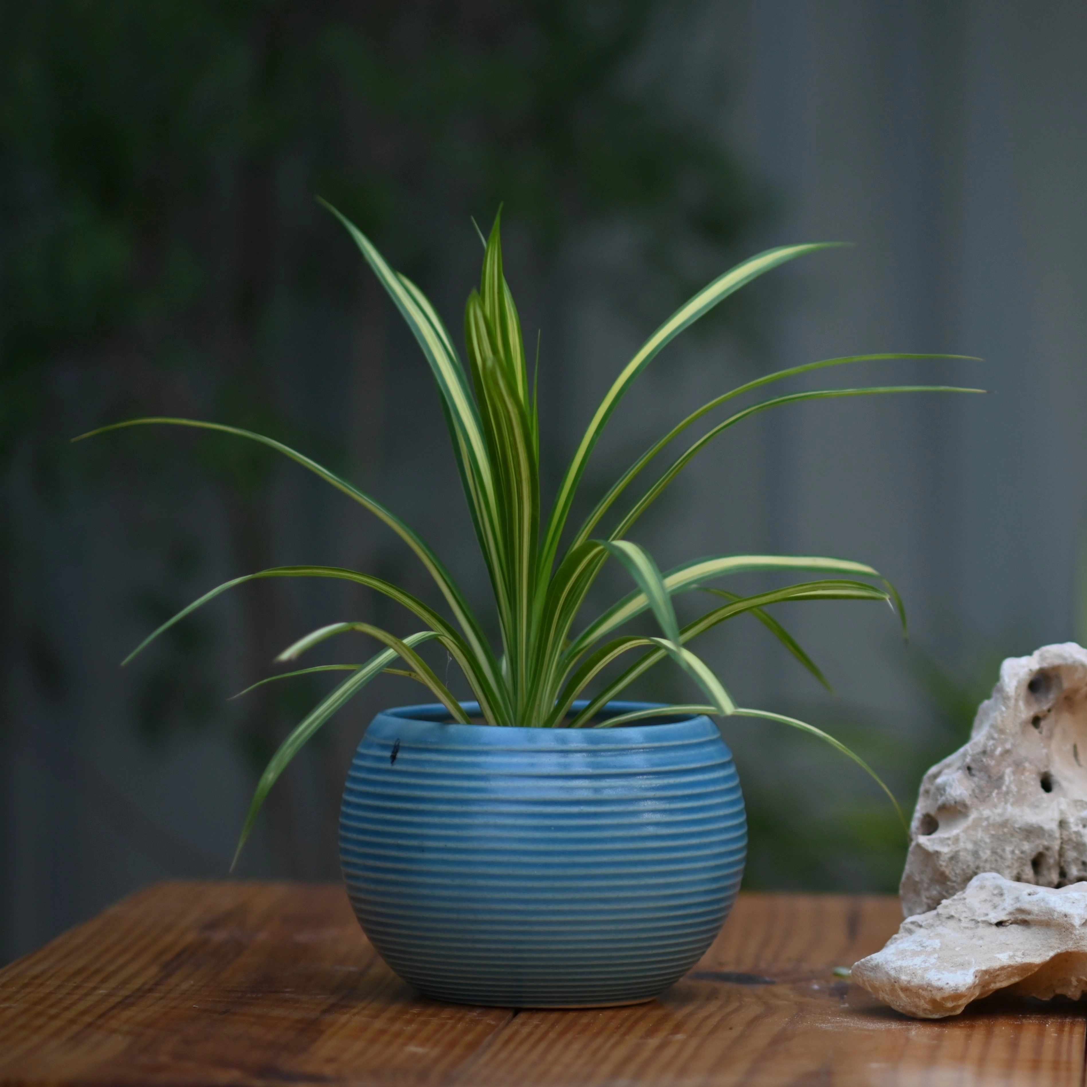 Ceramic Ribbed Matka Pot/Planter