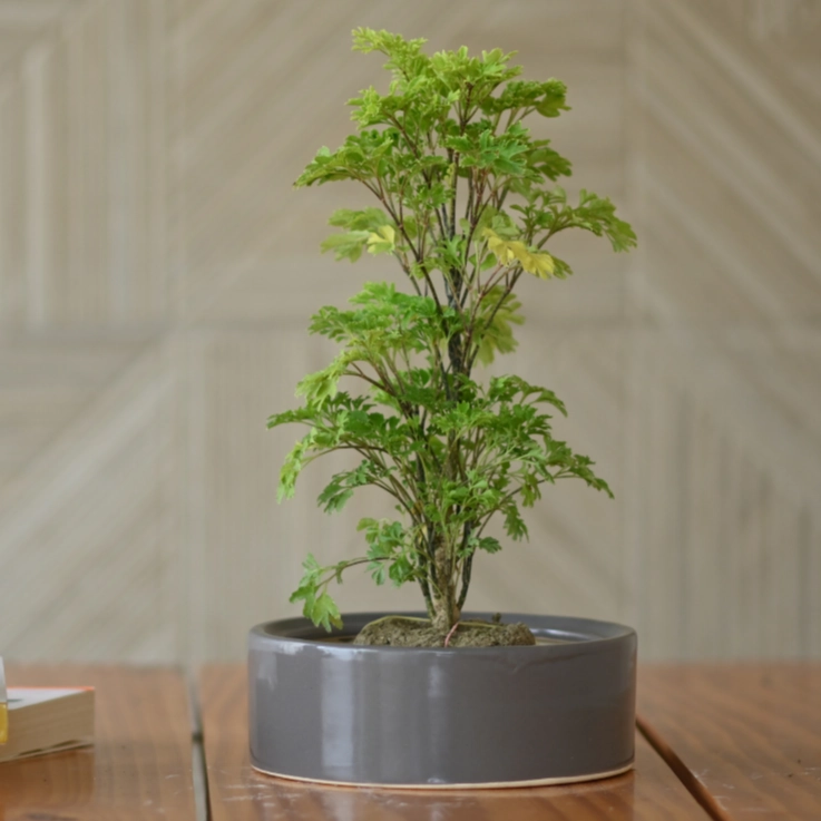 Ceramic Round Bonsai Bowl Pot For Plants cactus succulent plant  
