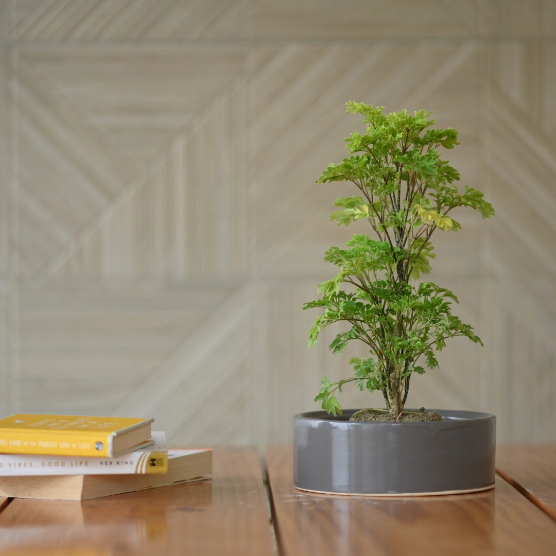 Ceramic Round Bonsai Bowl Pot For Plants