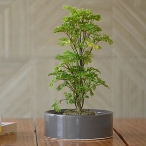 Ceramic Round Bonsai Bowl Pot For Plants cactus succulent plant  