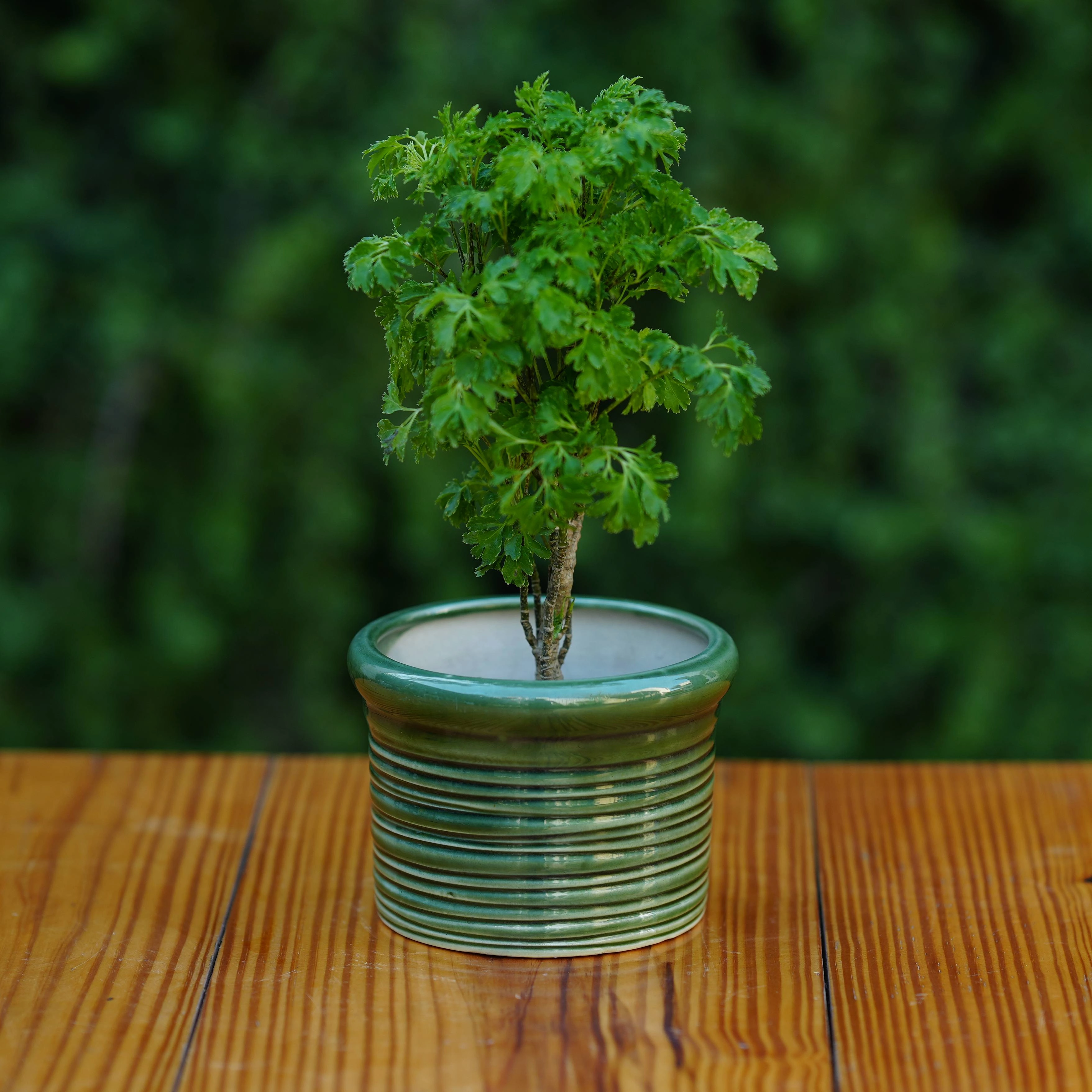 Ceramic Round Ribbed Pot/Planter for Plants