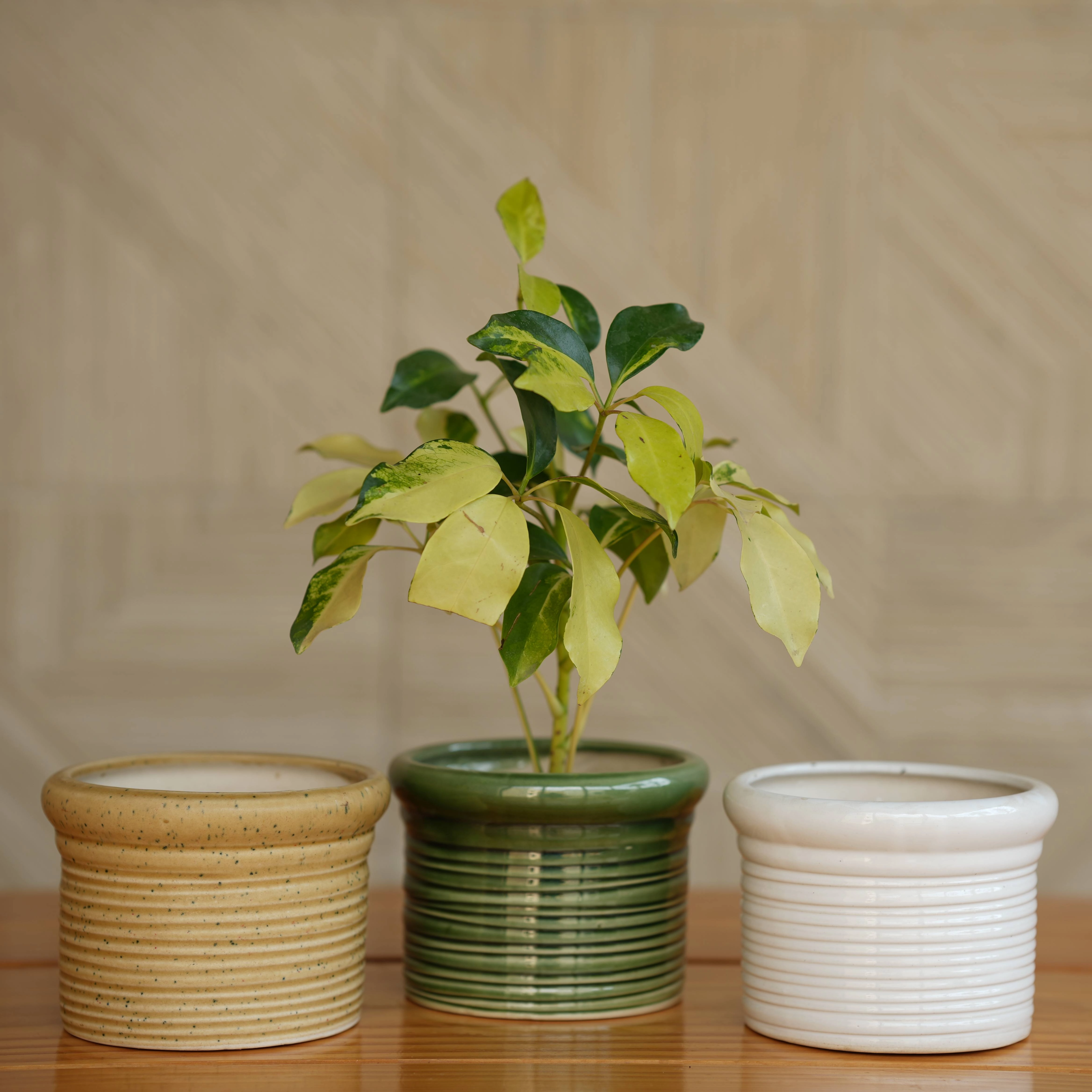 Ceramic Round Ribbed Pot/Planter for Plants hanging green plant  