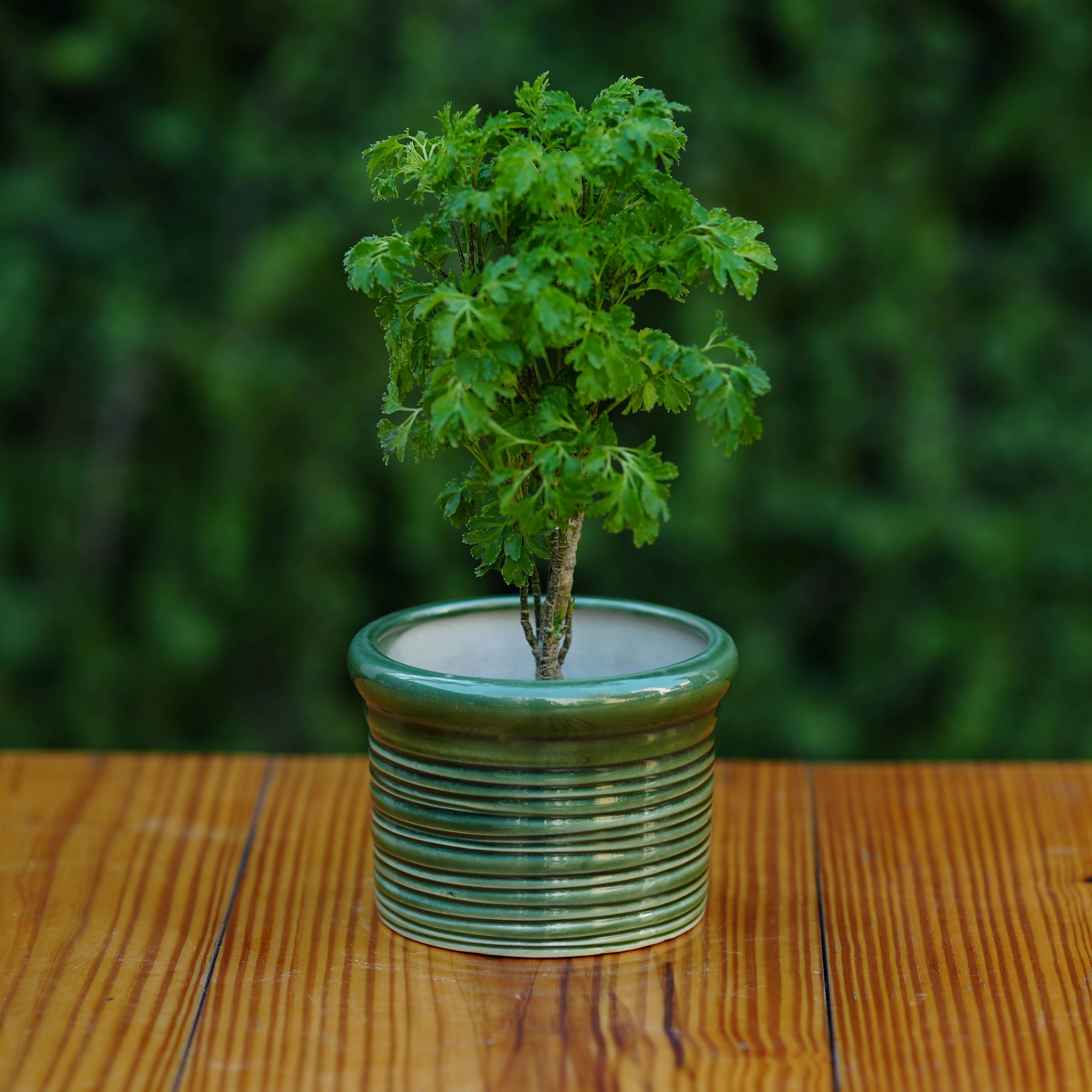 Ceramic Round Ribbed Pot/Planter for Plants