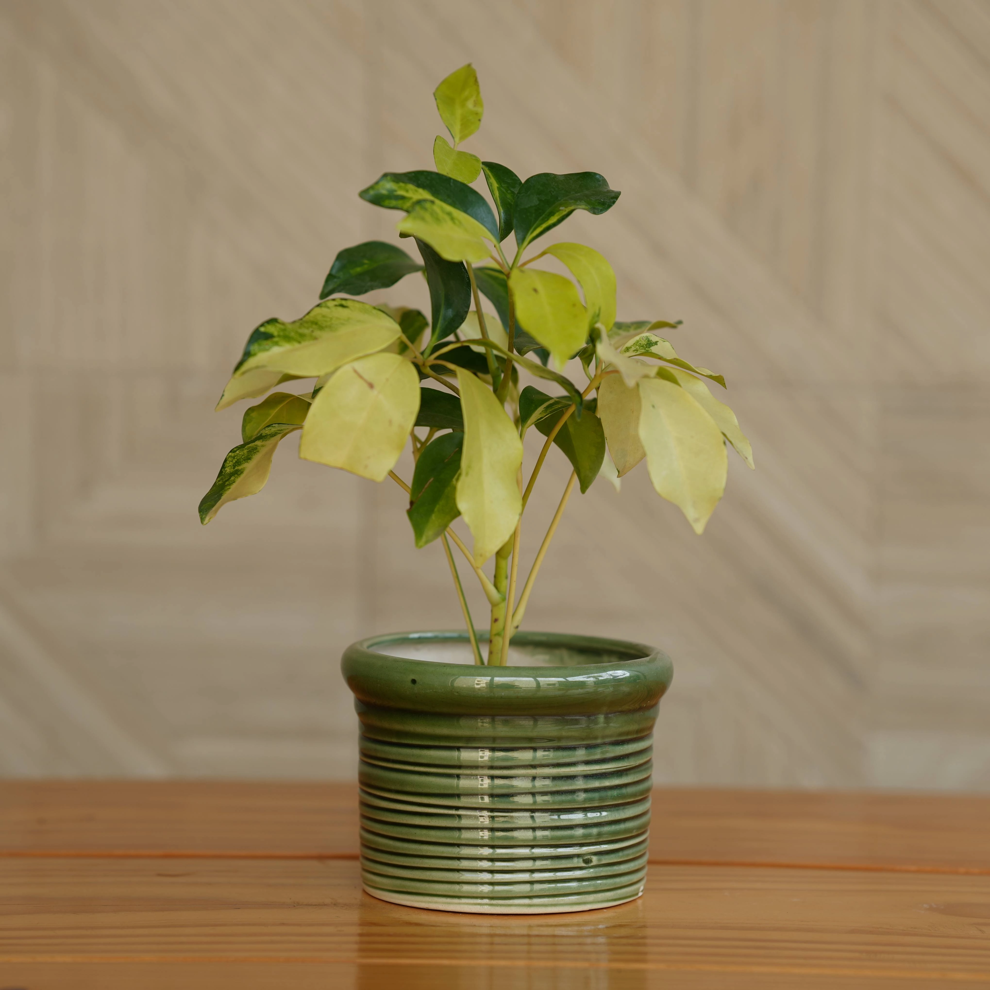 Ceramic Round Ribbed Pot/Planter for Plants