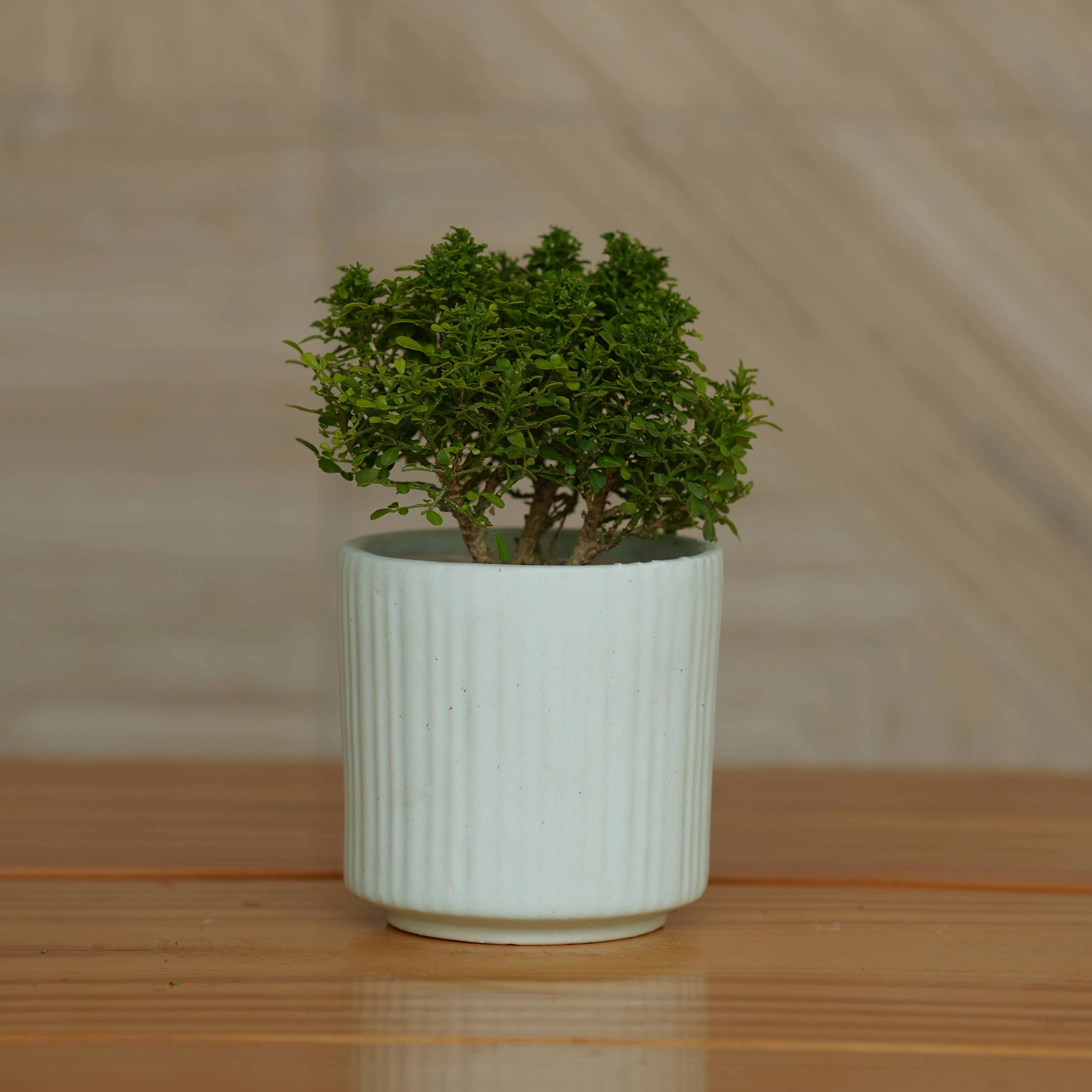 Ceramic Round Vertical Stripes Planter/Pot For Plants
