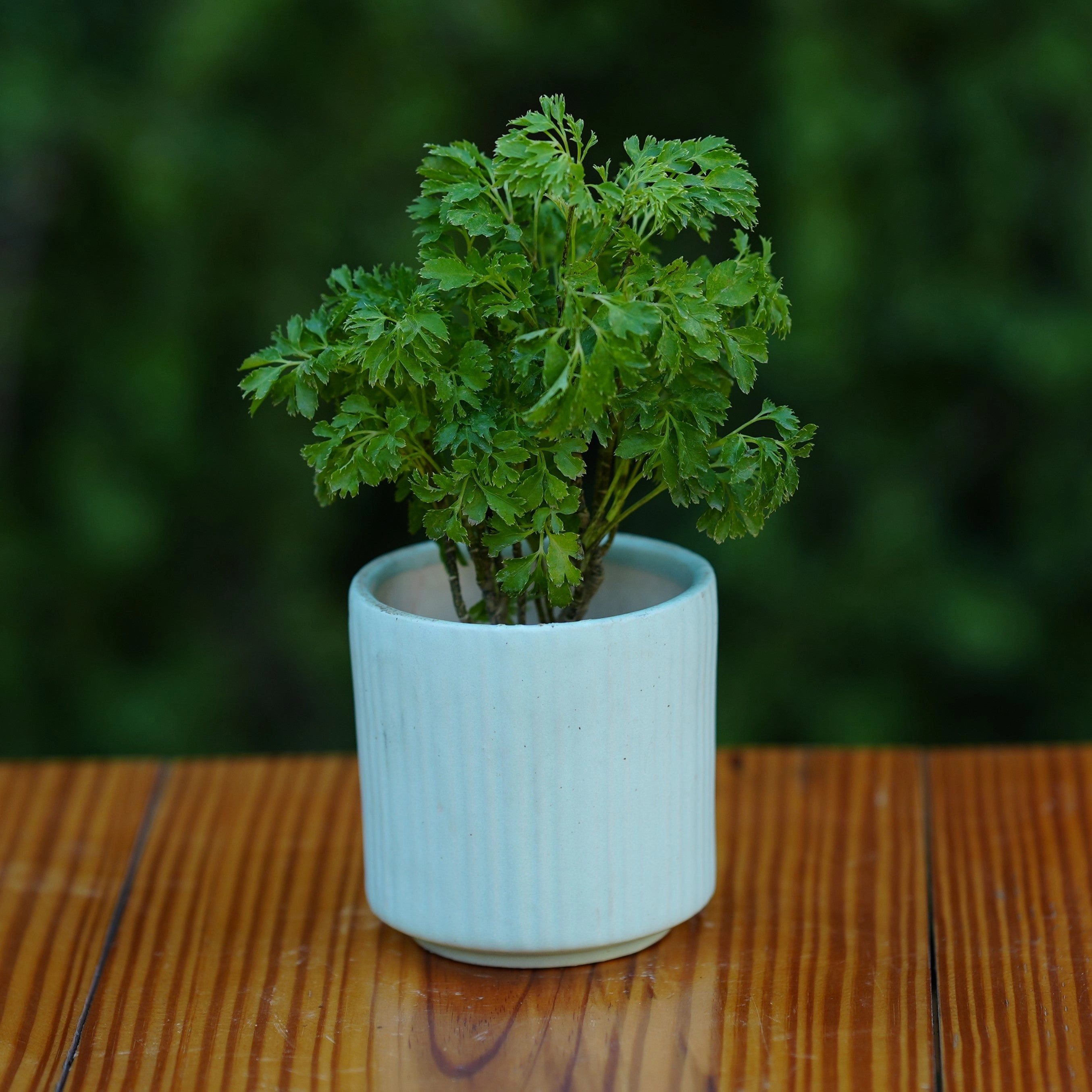 Ceramic Round Vertical Stripes Planter/Pot For Plants