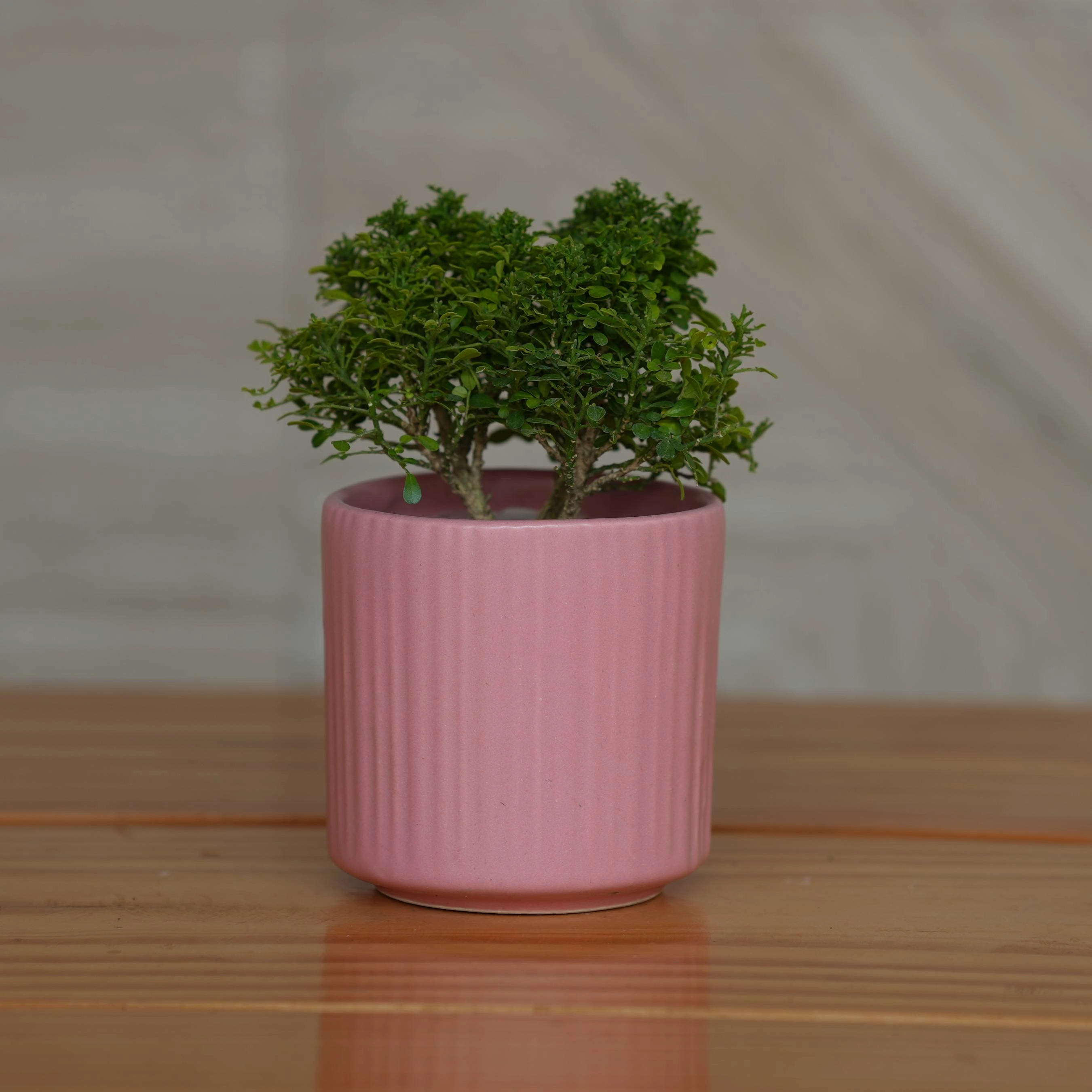 Ceramic Round Vertical Stripes Planter/Pot For Plants