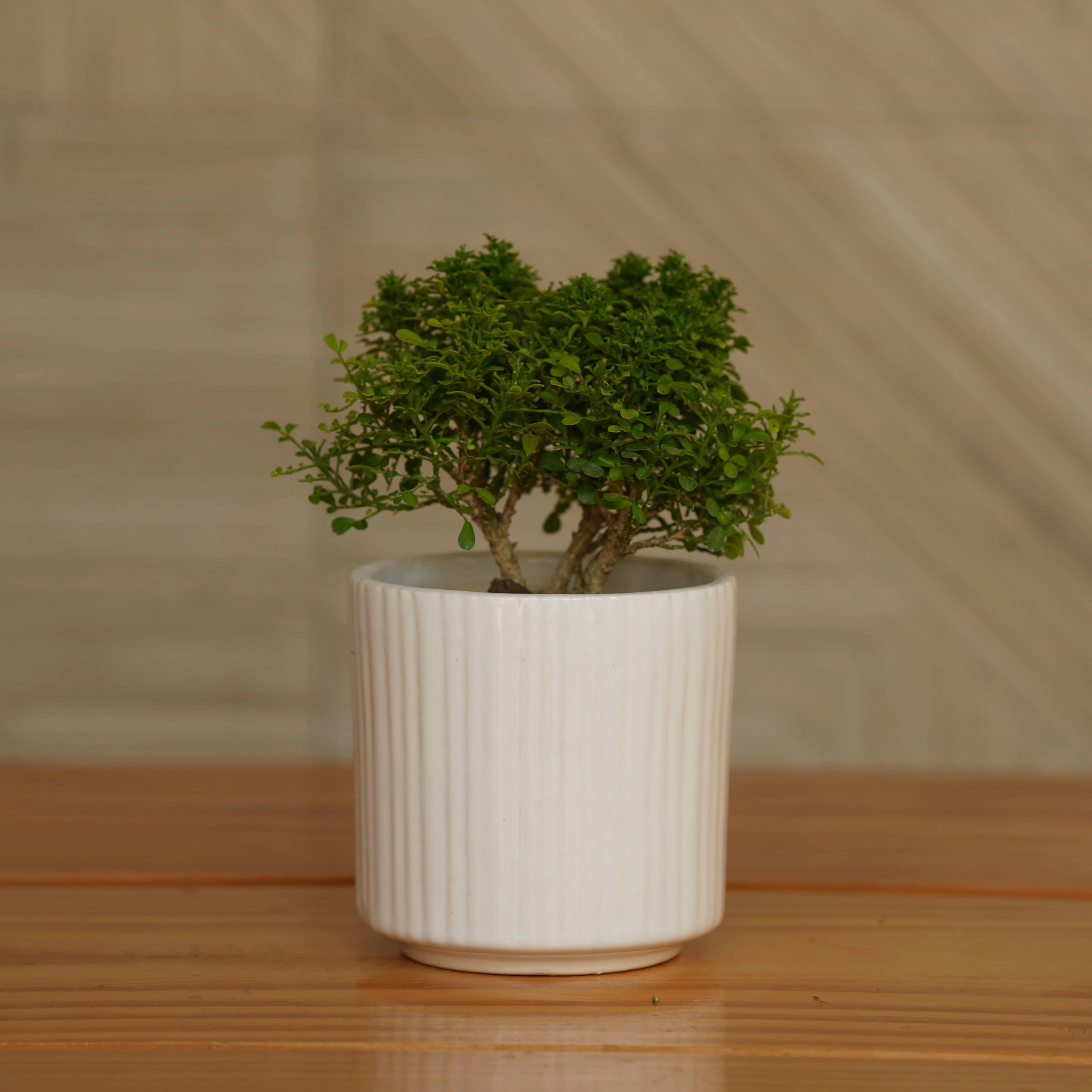 Ceramic Round Vertical Stripes Planter/Pot For Plants