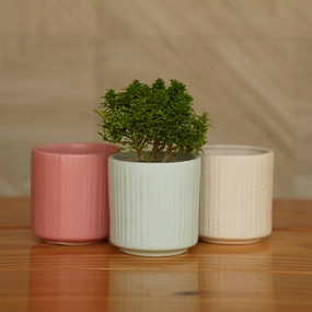 Ceramic Round Vertical Stripes Planter/Pot For Plants cactus succulent plant  