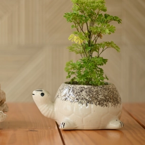Ceramic Sitting Tortoise Pot/Planter hanging green plant  