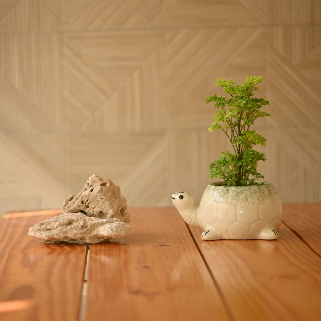Ceramic Sitting Tortoise Pot/Planter