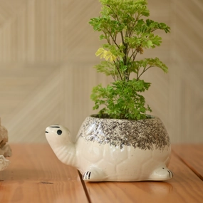 Ceramic Sitting Tortoise Pot/Planter shade perennial  