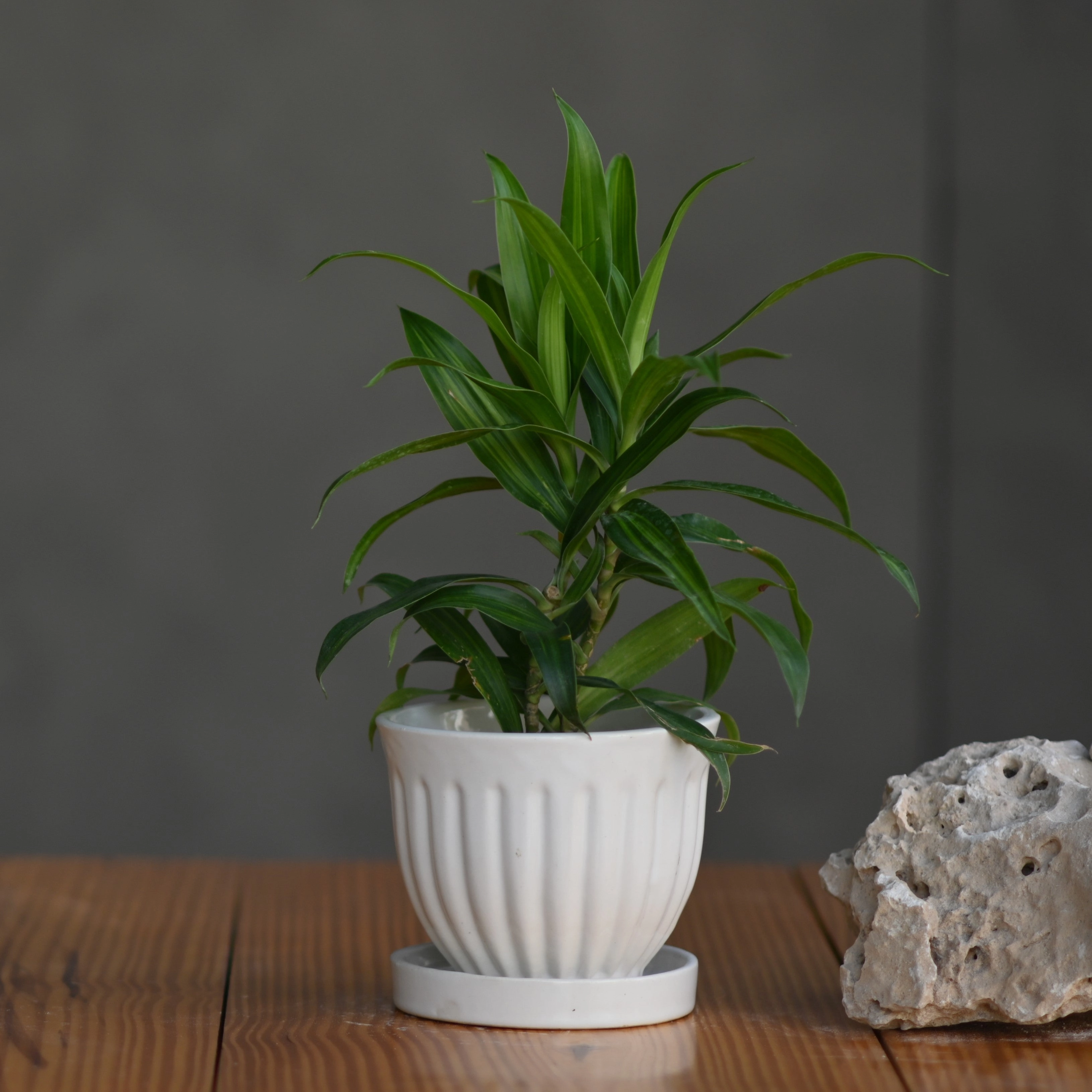 Ceramic Small Gamla Pot/ Planter shade perennial  