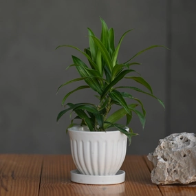 Ceramic Small Gamla Pot/ Planter shade perennial  