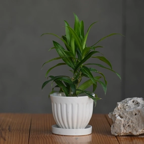 Ceramic Small Gamla Pot/ Planter hanging green plant  