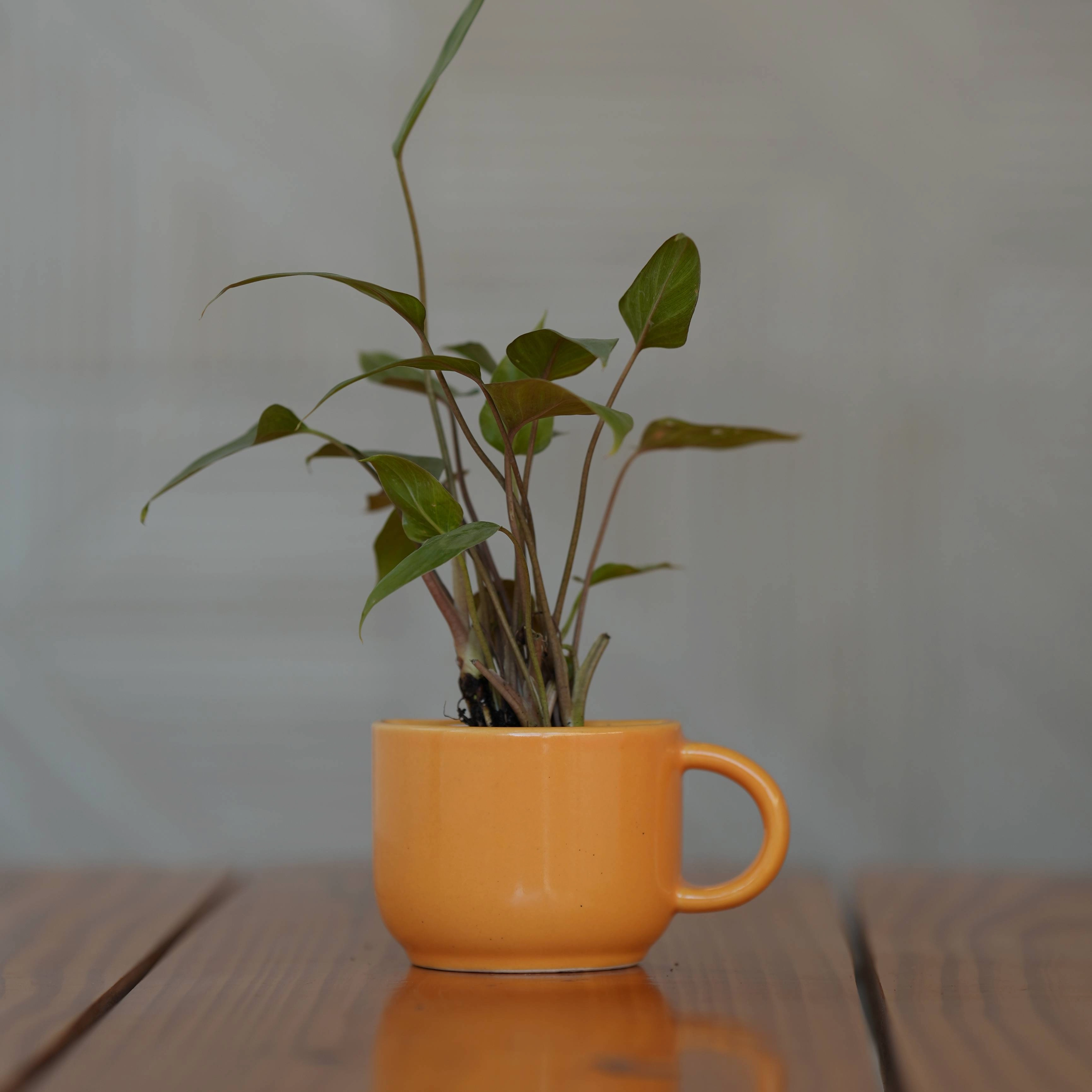 Ceramic Small Half Cup Shape Pot