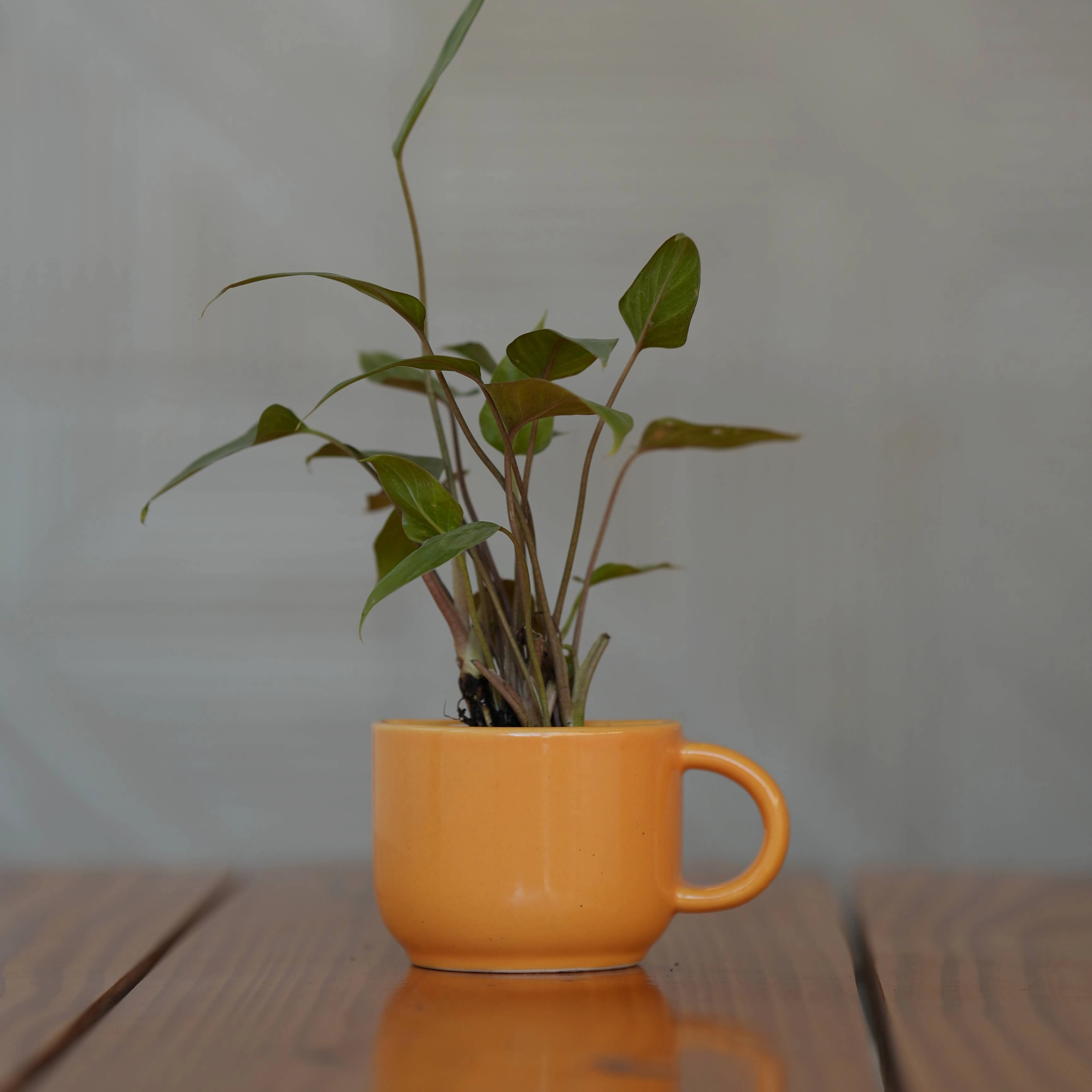 Ceramic Small Half Cup Shape Pot