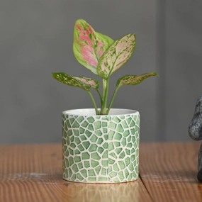 Ceramic Small Printed Cyclinderical Pot cactus succulent plant  