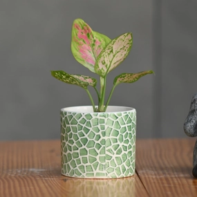 Ceramic Small Printed Cyclinderical Pot hanging green plant  