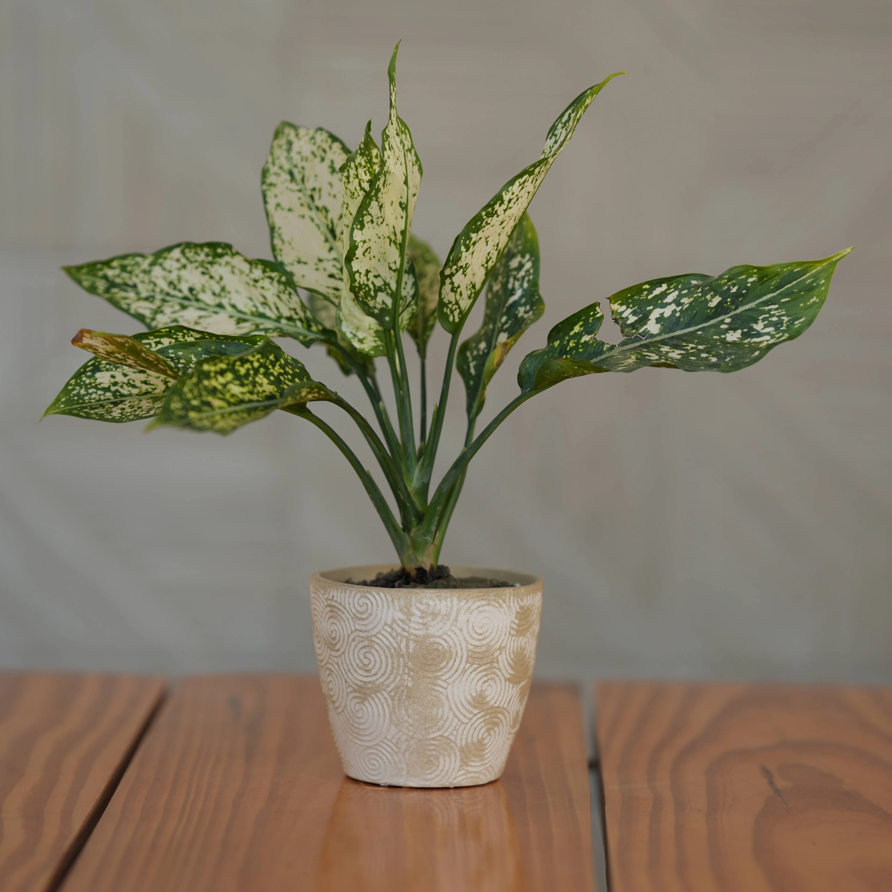 Ceramic Spiral Swirl Textured Planter/ Pot for Plants hanging green plant  