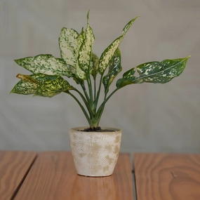 Ceramic Spiral Swirl Textured Planter/ Pot for Plants shade perennial  